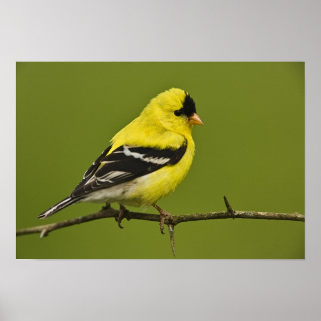 Male American Goldfinch i betäckning. Poster (Framsidan)