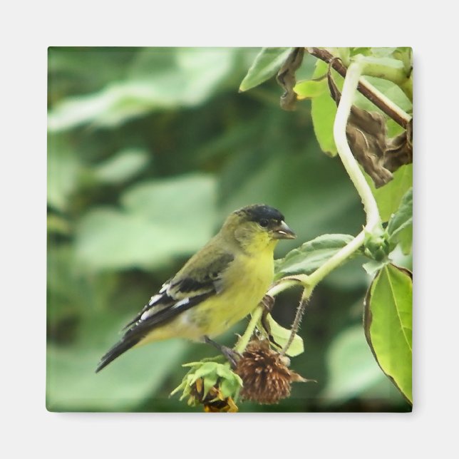 Male American Goldfinch Magnet (Framsidan)