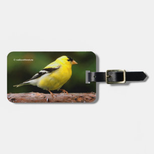 Male American Goldfinch på Arbutus Bagagebricka