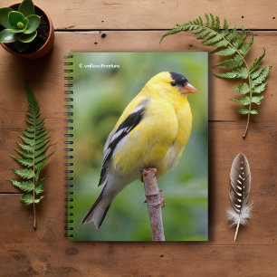 Male American Goldfinch på Bamboo Anteckningsbok Med Spiral