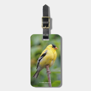 Male American Goldfinch på Bamboo Bagagebricka