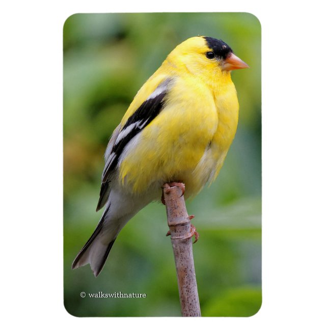 Male American Goldfinch på Bamboo Magnet (Vertikal)