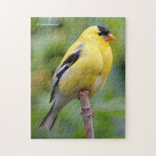Male American Goldfinch på Bamboo Pussel