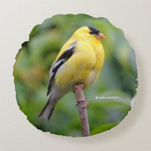 Male American Goldfinch på Bamboo Rund Kudde