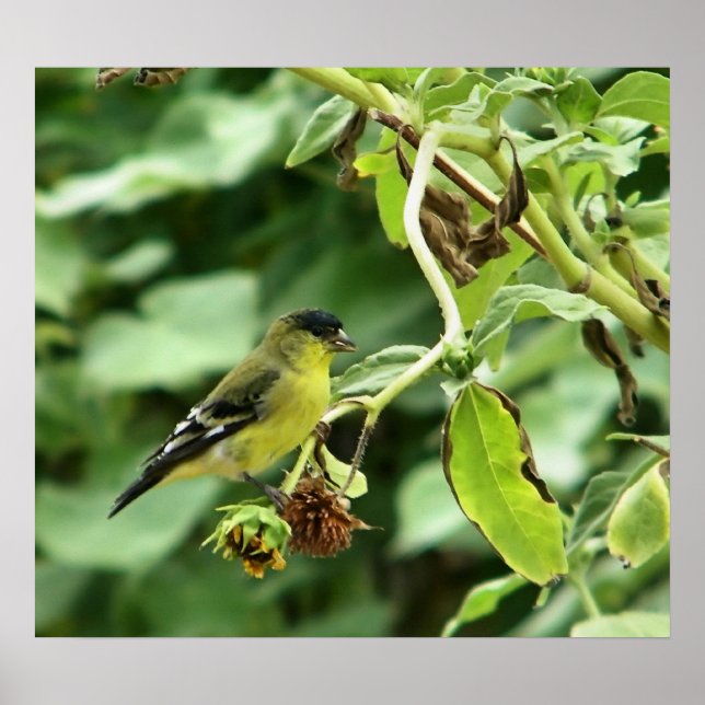 Male American Goldfinch Poster (Framsidan)
