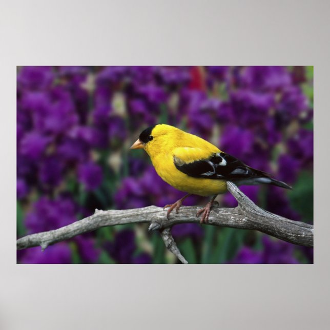 Male, American Goldfinch under sommarplumage. Poster (Framsidan)