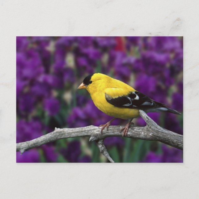 Male, American Goldfinch under sommarplumage. Vykort (Framsida)