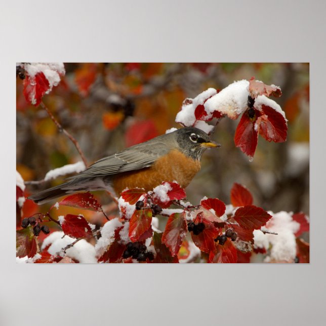 Male American Robin in Black Hawthorn Poster (Framsidan)