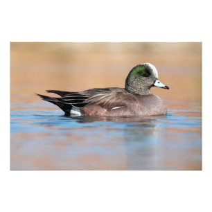 Male American Wigeon Fototryck