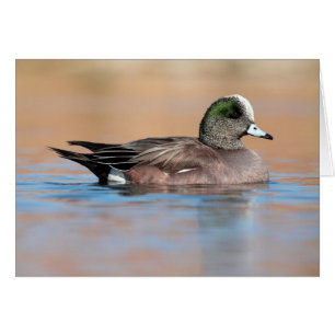 Male American Wigeon Hälsningskort