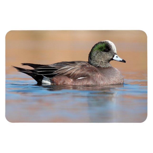 Male American Wigeon Magnet (Horisontell)