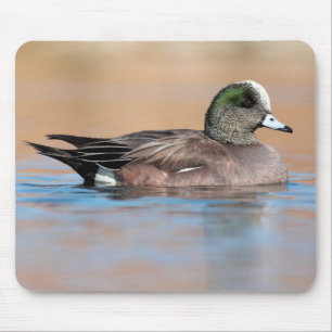 Male American Wigeon Musmatta