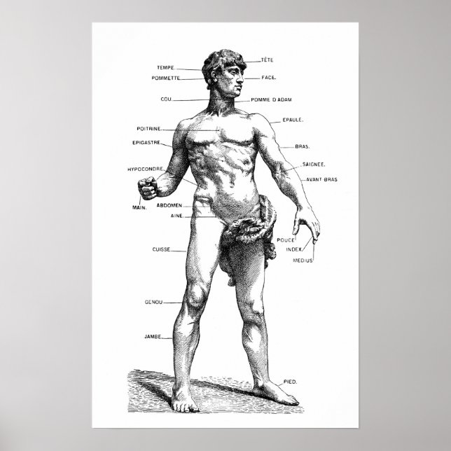 Male Anatomy - front Poster (Framsidan)