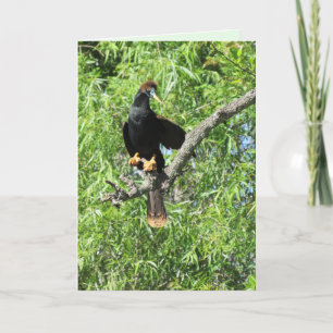 Male Anhinga (även känt som Snake Bird)-mappat gra Kort