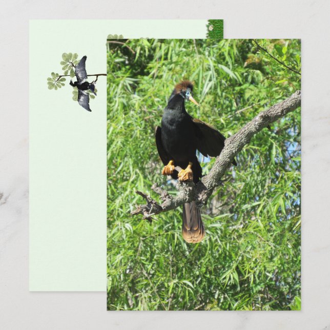Male Anhinga (Snake Bird)-platta kort (Fram/baksida)