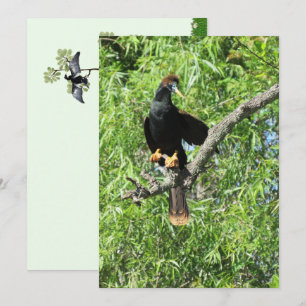 Male Anhinga (Snake Bird)-platta kort