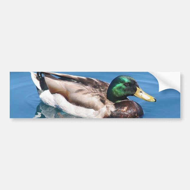 Male Anka Bumper Sticker Bildekal (Framsidan)