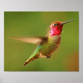 Male Anna's Hummingbird - Rudy 2 Poster