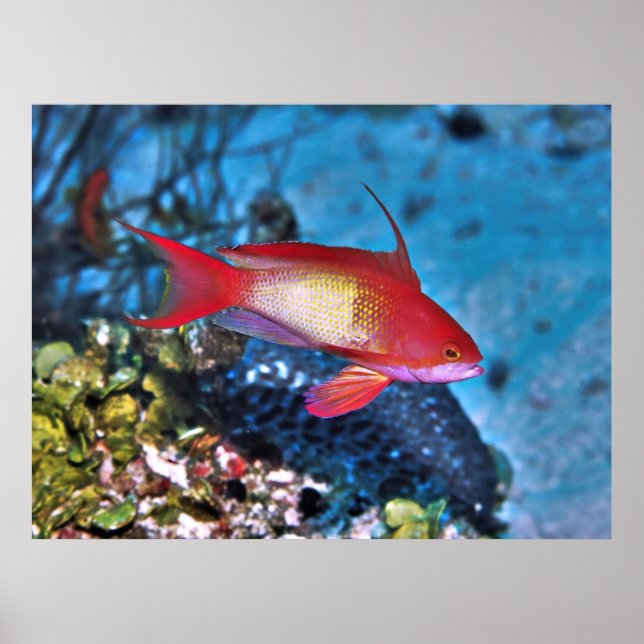 Male Anthia Poster (Framsidan)