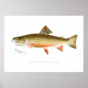 Male bäckforell poster