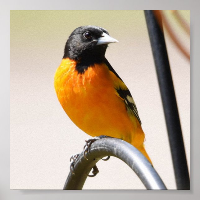 Male Baltimore Oriole Poster (Framsidan)