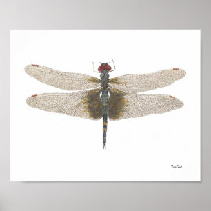 Male Black Saddlebag Dragonfly Watercolor Poster