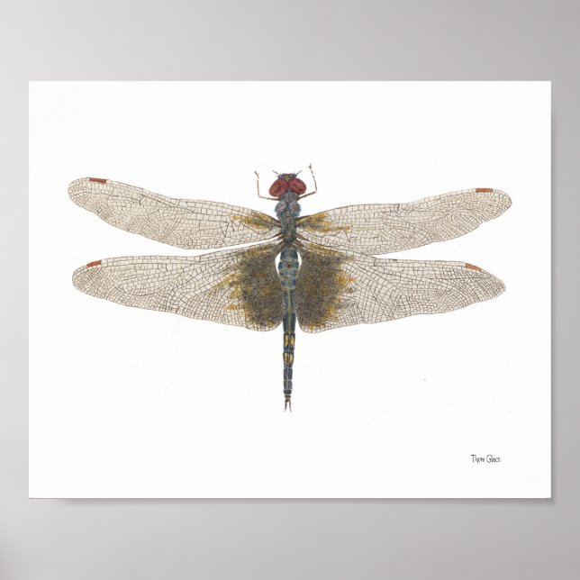 Male Black Saddlebag Dragonfly Watercolor Poster (Framsidan)