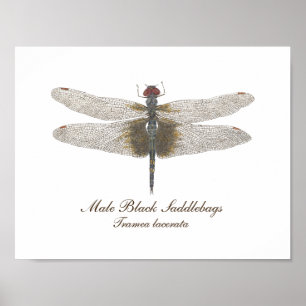 Male Black Saddlepåsar Dragonfly vattenfärg Poster