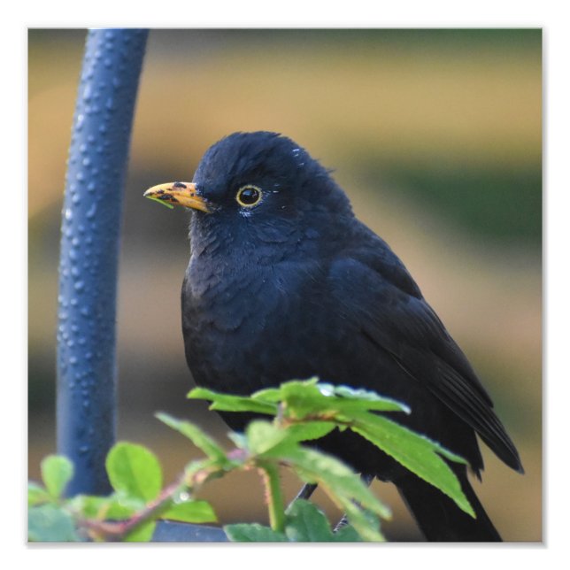Male Blackbird Fototryck (Framsidan)