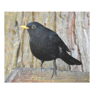Male Blackbird Fototryck