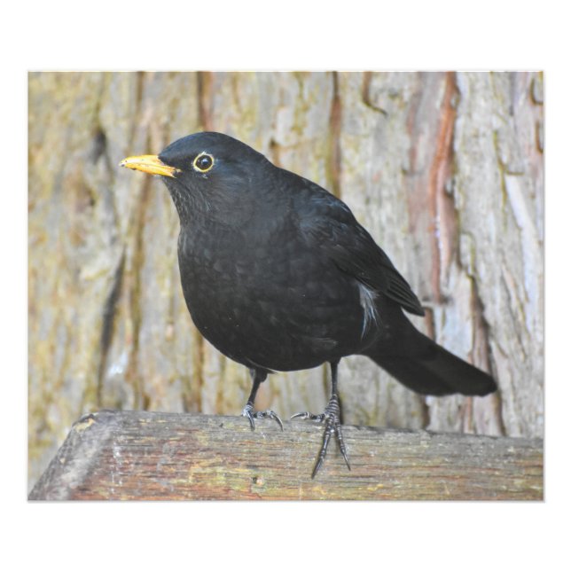 Male Blackbird Fototryck (Framsidan)