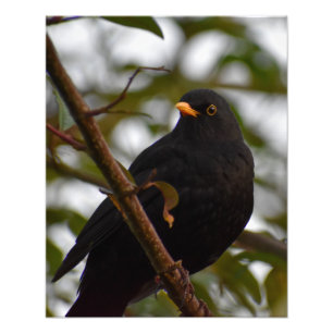 Male Blackbird Fototryck
