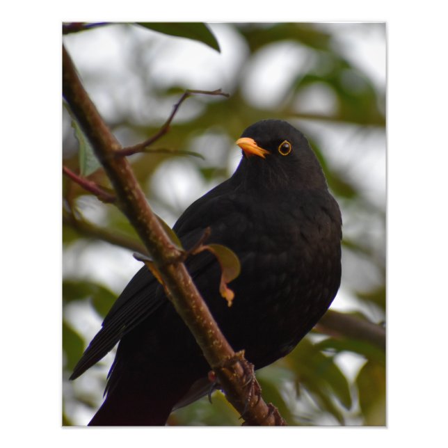 Male Blackbird Fototryck (Framsidan)
