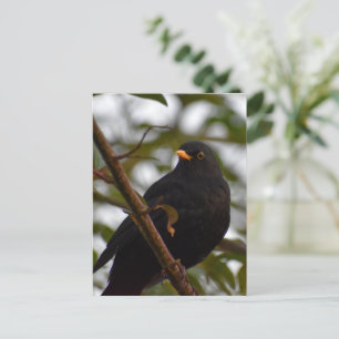 Male Blackbird Vykort