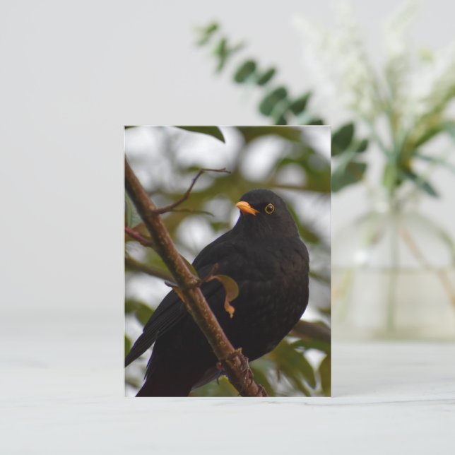Male Blackbird Vykort (Stående Fram)