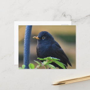 Male Blackbird Vykort