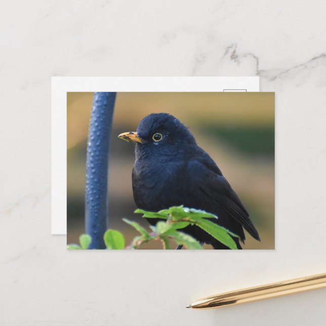 Male Blackbird Vykort (Fram/Back In Situ)