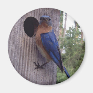 Male blåsångaremagnet magnet