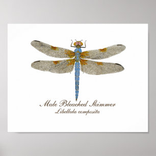 Male Bleached Skimmer Dragonfly Poster