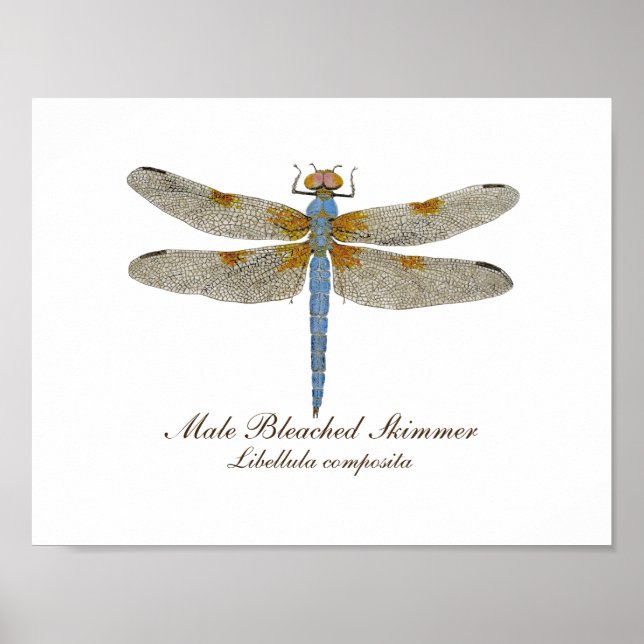 Male Bleached Skimmer Dragonfly Poster (Framsidan)
