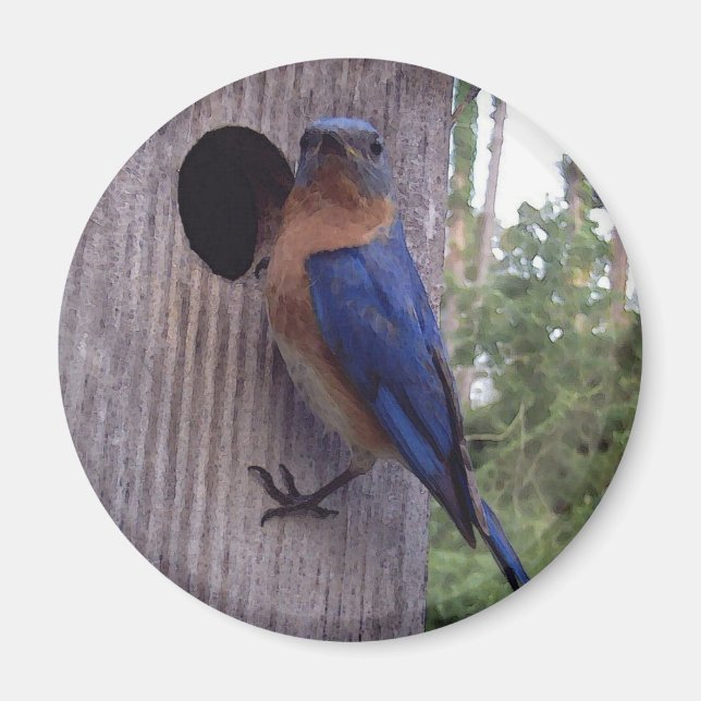 Male Bluebird Magnet (Framsidan)