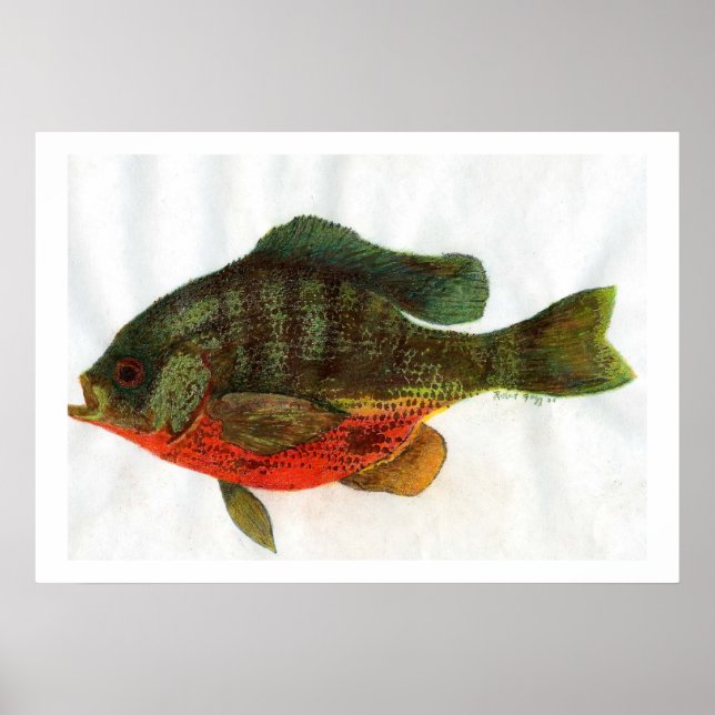 Male Bluegille Poster (Framsidan)