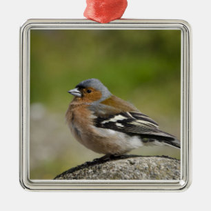 Male bofink (VILD: Fringillacoelebs) Julgransprydnad Metall