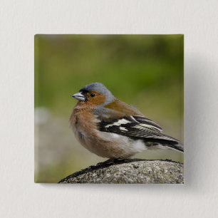 Male bofink (VILD: Fringillacoelebs) Knapp