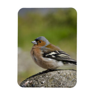 Male bofink (VILD: Fringillacoelebs) Magnet