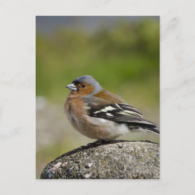 Male bofink (VILD: Fringillacoelebs) Vykort (Framsida)