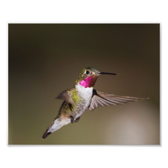 Male Broad - stjärtad hummingbird Fototryck (Framsidan)