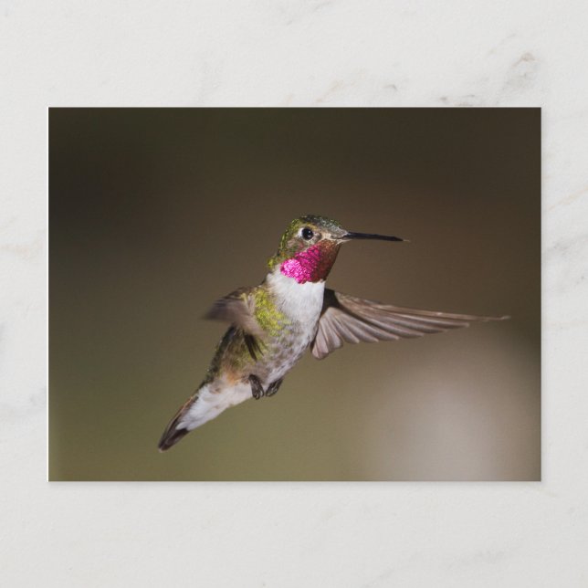 Male Broad - stjärtad hummingbird Vykort (Framsida)