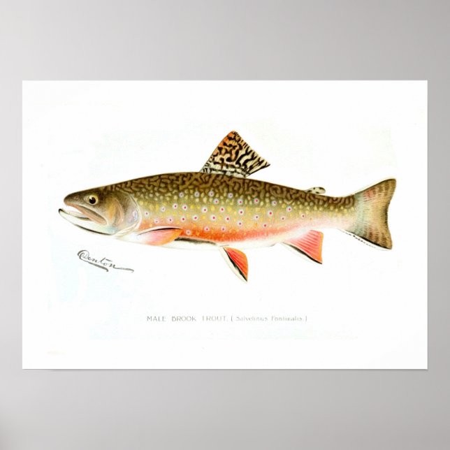 Male Brook Trout Poster (Framsidan)