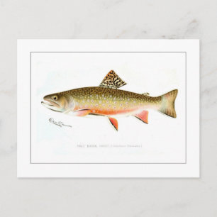 Male Brook Trout Vykort